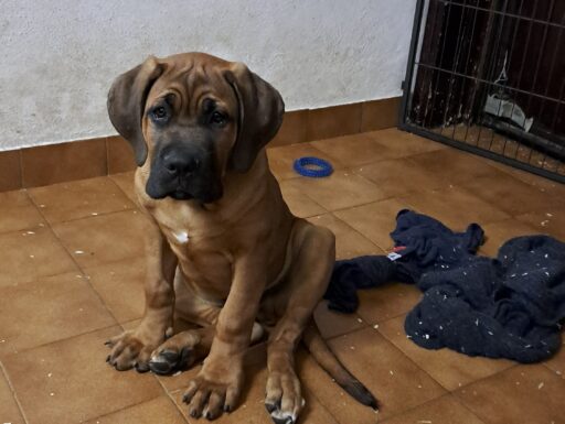 Cane corso cuccioli