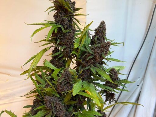 Bulk 1.000 semi di canapa light cbd- gasoline purple auto